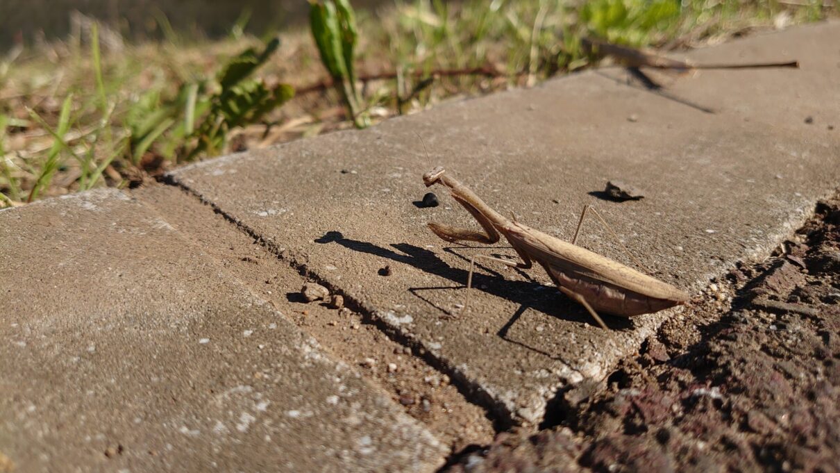 カマキリ