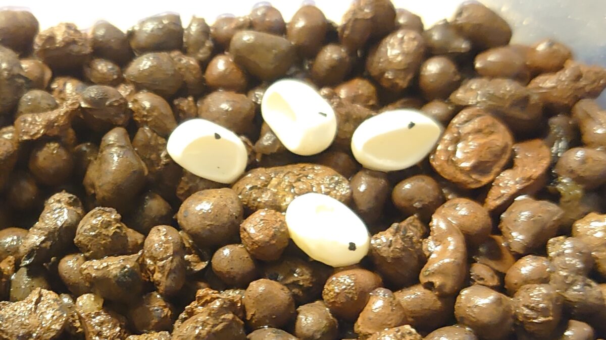 食用 】 カナヘビ 有精卵